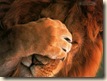 lion ashamed