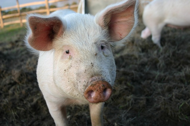 [IMG_1559[4].jpg]
