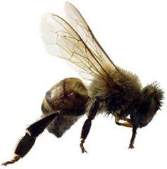 TJRA-Bee