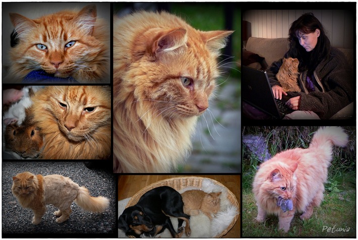 Todd collage