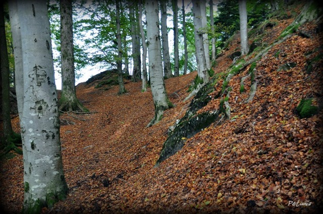 [Høst 2[5].jpg]