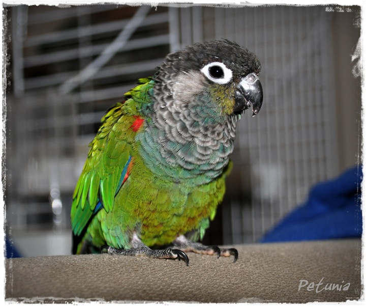 Paddy 3