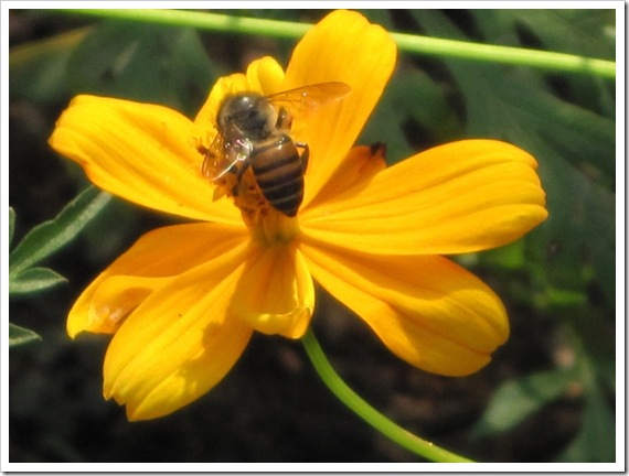 Bee1