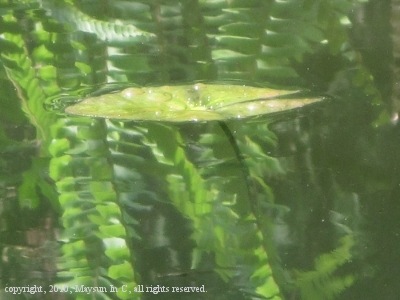 [Pond3[7].jpg]