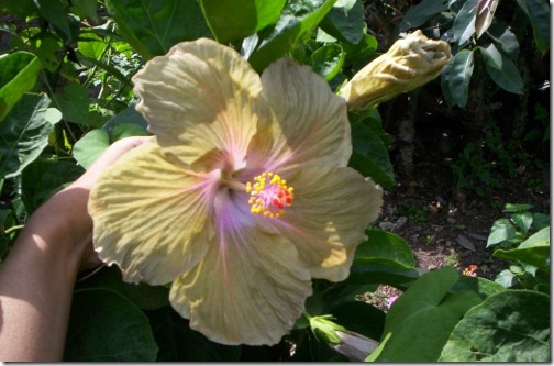 6 Feb 2011 - Hibiscus3