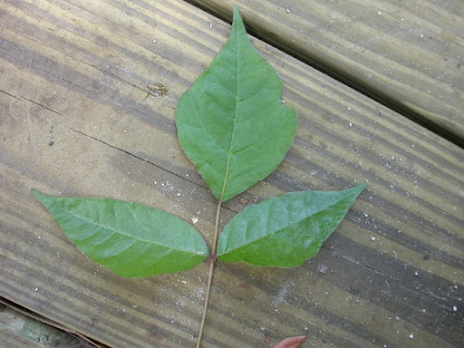 poison oak vine. Poison ivy (Toxicodendron