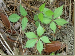  leaf of poison ivy with three leaflets (on left) by the similar non toxic Virginian creeper (Parthenocissus quinquefolia) with five leaflets