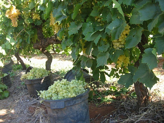 [grape vines[7].jpg]