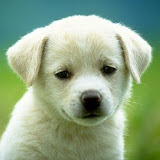Join the fight to save this puppy. Join the fight to save this puppy.