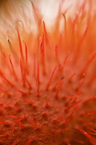 [Urucum[3].jpg]