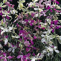 Arcticbeth's stocks: night scented starlight sensation folia.