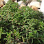 White Stonecrop 'Hillebrandtii'