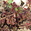 Sedum Spurium Elizabeth