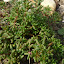 White Stonecrop 'Murale'