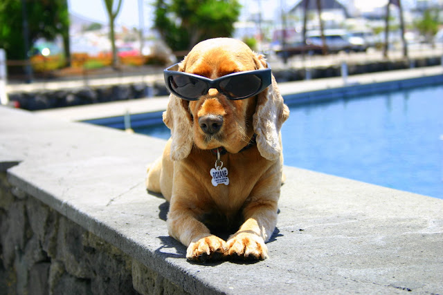 Roxy just chill-axing in the sun