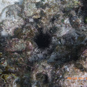 Black Sea Urchin