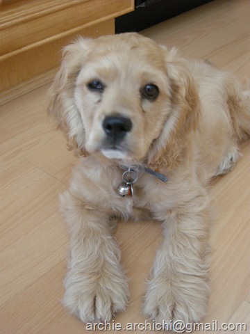 [Puppy!Q 038[6].jpg]