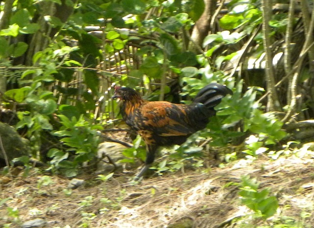 [Close up of Rooster.jpg]