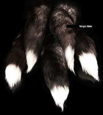 [tail[3].png]