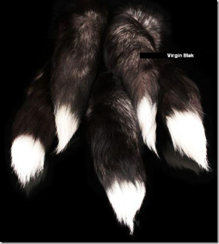 tail