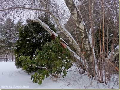 snowy birch