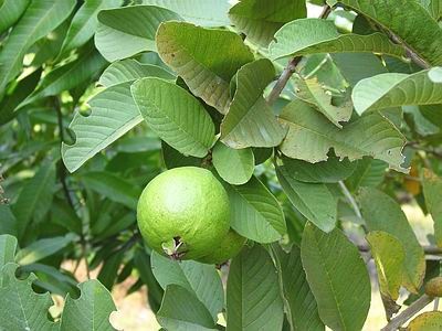 [guava_fruit1[3].jpg]