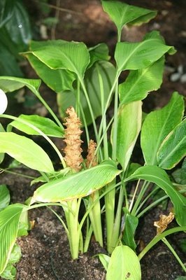 Keputihan+berwarna+coklat