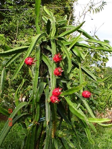 [dragon_fruit[3].jpg]