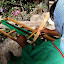 Cusarare weaver.jpg
