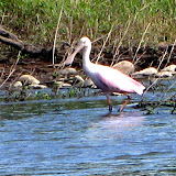 Wildlife in Copper