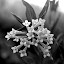 Copy of littleflowers.jpg