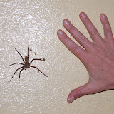  &ndash; Spider on the wall at St. Laurence House. Mama Vicki hand compares to the spider in size.…. © 2007 NHA Photos