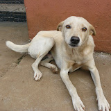  &ndash; The white dog. This dog only showed up on the streets whenever Fr. Seraphim was around. He was the sweetest dog. Most dogs in Freetown seem to be demon possessed! ha ha …. © 2007 NHA Photos
