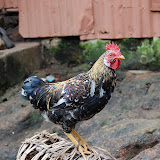  &ndash; Rooster on Basket in neighbor's yard by St. Laurence House…. © 2007 NHA Photos