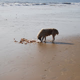  &ndash; © 2008 NHA Photos, Vicki Hicks, Photographer, dog feasting on remains of shrimp from ocean catch