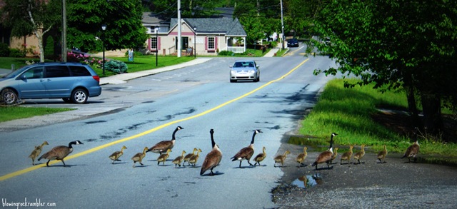 [geese005_1000T3.jpg]