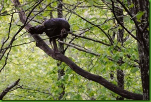 Canyons_Turkey_BabyBirds 023_700G