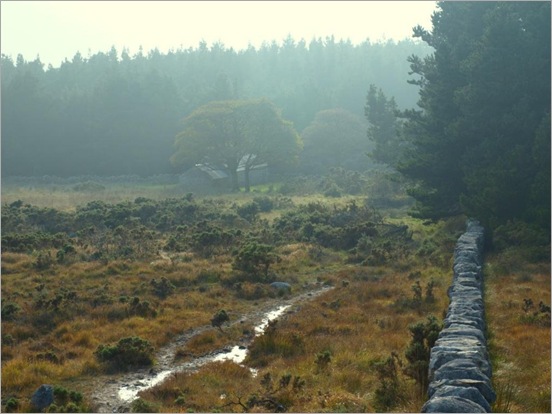 misty forest