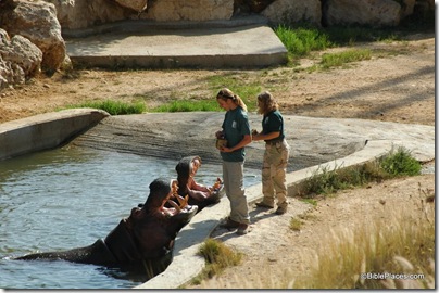 Hippopotamuses eating, tb082505678 Hippopotamuses eating, tb082505678