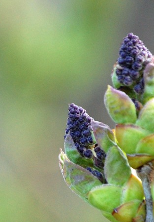 Lilac buds