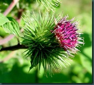 leo-mic-Arctium-lappa-160