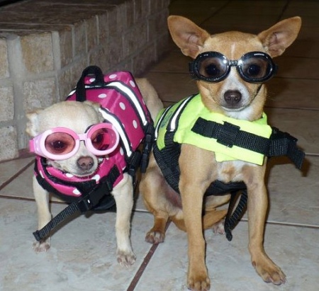 cute dog life jacket