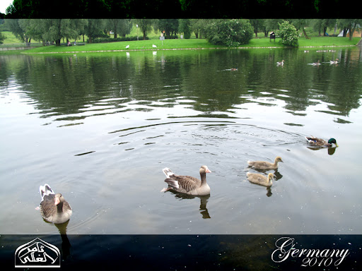 نقرتين لعرض الصورة في صفحة مستقلة