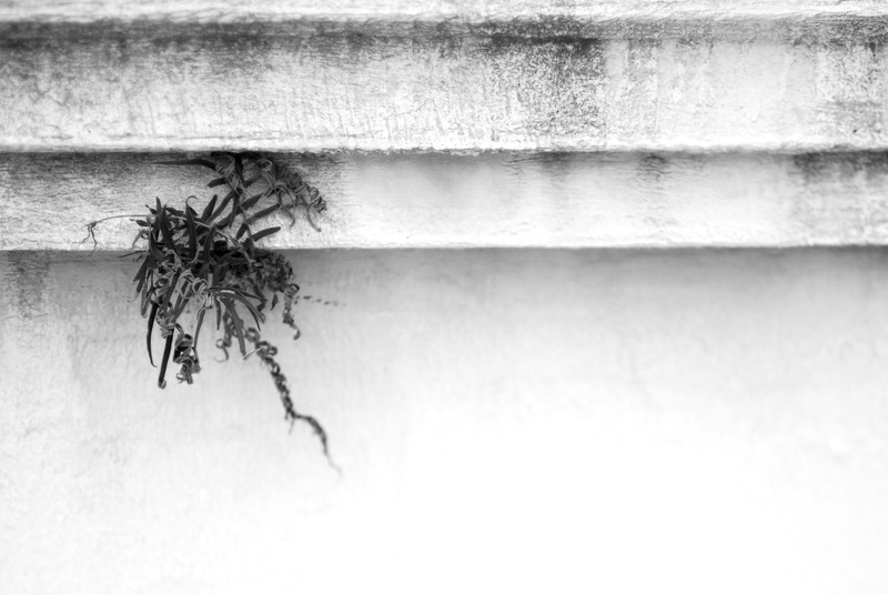 Outgrowth