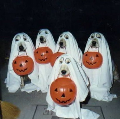 [happy_halloween_640_03[6].jpg]
