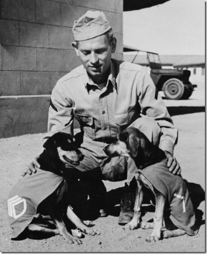 Private First Class Norman Diamond of Brooklyn, New York gives a congratulatory pat to "Staff Sergeant Basic" and "Private First Class Adler," who have just received promotions under authority of DL (Dog Land) regulation 0000-900. They are mascots of a U.S. Signal Service company somewhere in India. 1942 Farm Security Administration - Office of War Information Photograph Collection (Library of Congress)