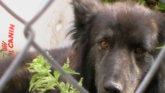 chien berger hollandais