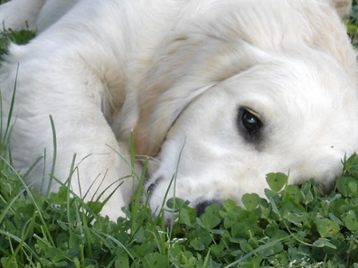 education canine 17