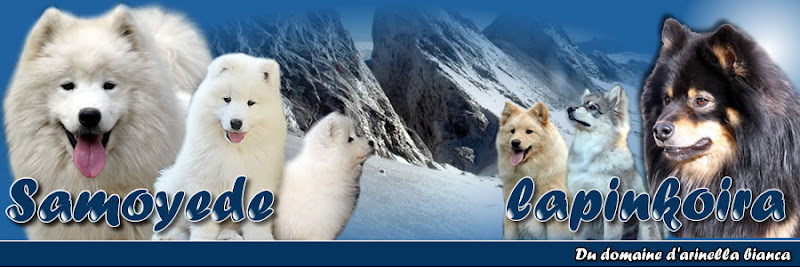 samoyede 17