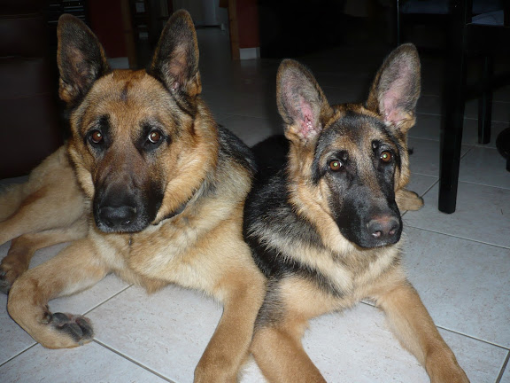 dressage berger allemand